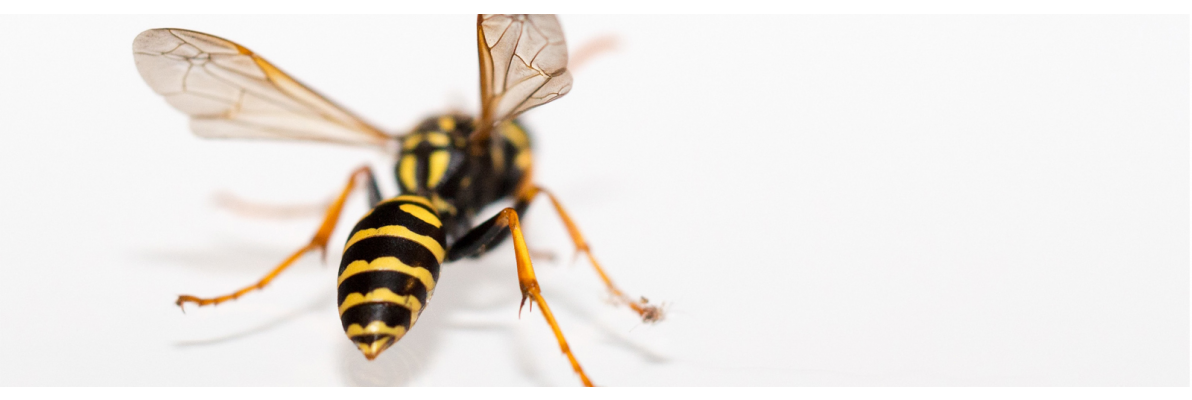 Insectensteken en tekenbeten